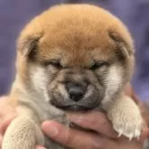 柴犬(標準サイズ)【三重県・男の子・2025年5月1日・赤毛】の写真13