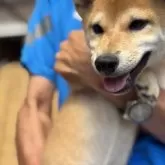 柴犬(標準サイズ)【三重県・女の子・2025年5月1日・赤毛】の写真13
