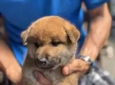 柴犬(標準サイズ)【三重県・男の子・2025年7月24日・赤】の写真13