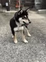 柴犬(標準サイズ)【三重県・女の子・2025年5月15日・黒】の写真14