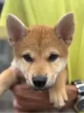 柴犬(標準サイズ)【三重県・女の子・2025年5月1日・赤毛】の写真14