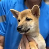 柴犬(標準サイズ)【三重県・女の子・2025年5月1日・赤毛】の写真14