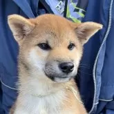 柴犬(標準サイズ)【三重県・男の子・2025年7月24日・赤】の写真6