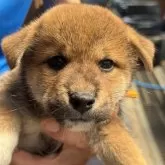 柴犬(標準サイズ)【三重県・男の子・2025年7月18日・赤】の写真15