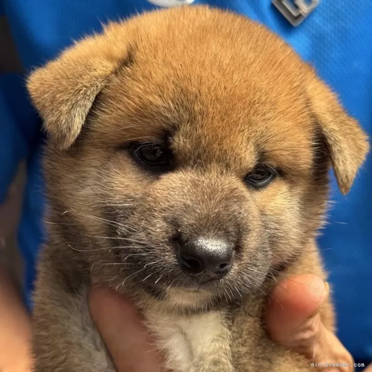 柴犬(標準サイズ)【三重県・男の子・2025年7月24日・赤】の写真1「ポチャポチャした顔の男の子」