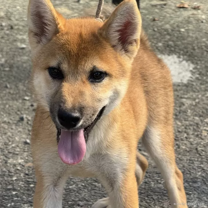 ID：2505-06313の子犬