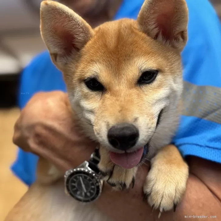 柴犬(標準サイズ)【三重県・女の子・2025年5月1日・赤毛】の写真1「4kgくらいです」