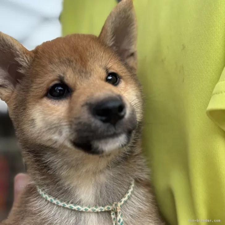 柴犬(標準サイズ)【三重県・男の子・2025年7月24日・赤】の写真1「整った顔立ちの優しい子」