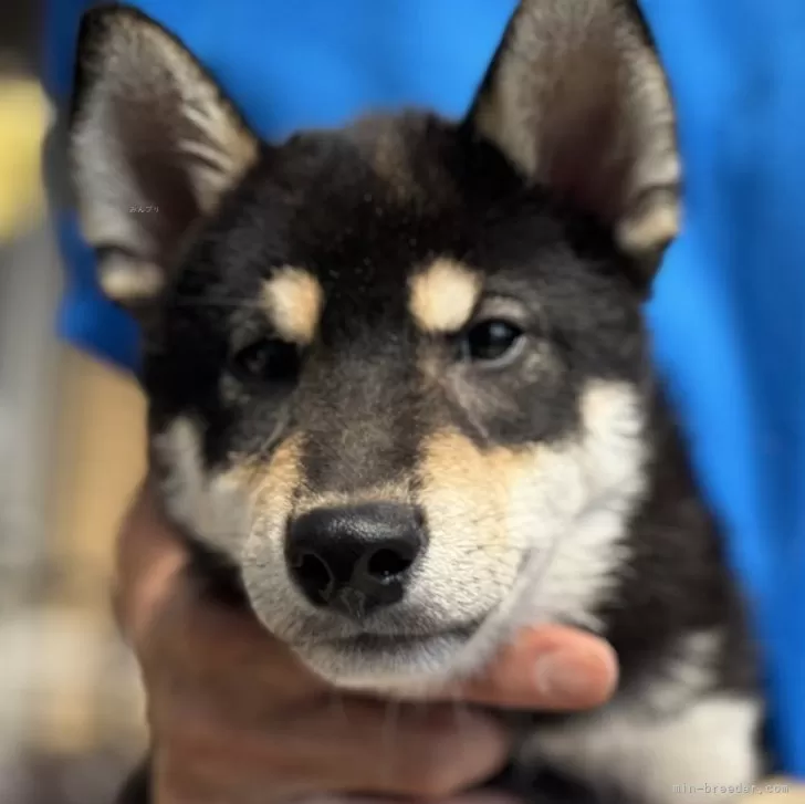 柴犬(標準サイズ)【三重県・男の子・2025年5月15日・黒柴】の写真1「体重1.1kg、口元もしっかりして、いい毛色！」