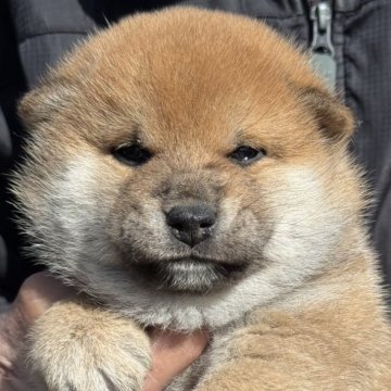 柴犬(標準サイズ)【三重県・男の子・2026年2月17日・赤毛】の写真「赤毛の綺麗な男の子です」