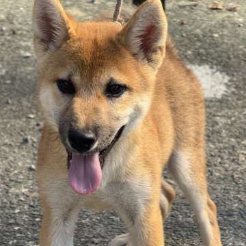 柴犬(標準サイズ)【三重県・男の子・2025年5月1日・赤毛】の写真「この子は予防接種3回分24000円サービスします」