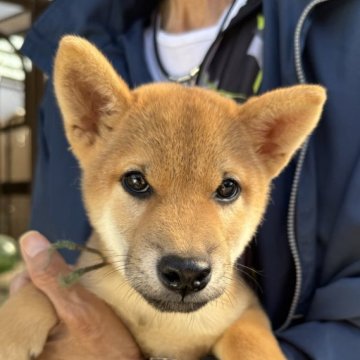 柴犬(標準サイズ)【三重県・男の子・2025年7月24日・赤】の写真「優しい顔立ちの男の子です」