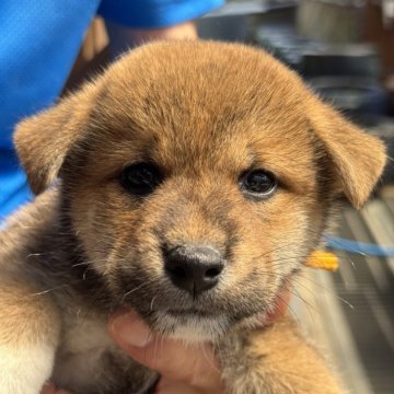 柴犬(標準サイズ)【三重県・男の子・2025年7月18日・赤】の写真「優しい顔立ちの男の子です。」