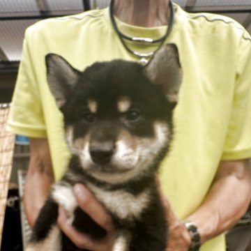 柴犬(標準サイズ)【三重県・男の子・2025年5月15日・黒柴】の写真「頭も大きく、口元しっかり黒柴の男の子🥰」