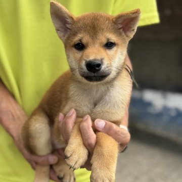 柴犬(標準サイズ)【三重県・男の子・2025年7月24日・赤】の写真「優しい顔立ちの男の子です」