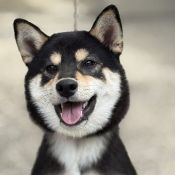 柴犬(標準サイズ)【三重県・女の子・2025年5月15日・黒】の写真「頭も口元しっかり綺麗な毛色のとてもいい黒柴！」