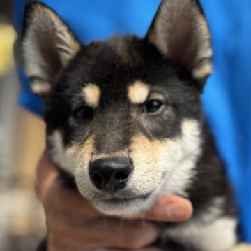柴犬(標準サイズ)【三重県・男の子・2025年5月15日・黒柴】の写真「ソックスや麻呂もはっきりした毛色の黒柴の男の子☺️」