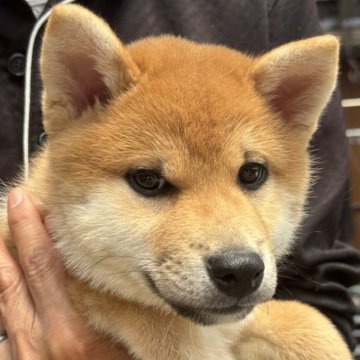 柴犬(標準サイズ)【三重県・男の子・2026年2月17日・赤毛】の写真「綺麗な赤毛✨いい顔立ち」