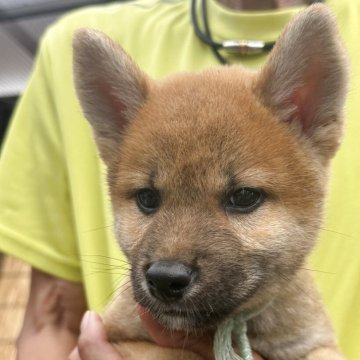 柴犬(標準サイズ)【三重県・男の子・2025年5月1日・赤毛】の写真「甘えん坊さん！顔周りの黒い毛は白くなります☺️」
