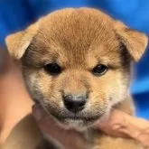 柴犬(標準サイズ)