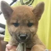 柴犬(標準サイズ)