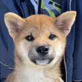 柴犬(標準サイズ)