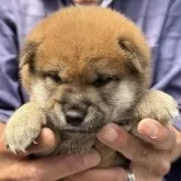 柴犬(標準サイズ)【三重県・男の子・2025年5月1日・赤毛】の写真1「体重1.1Kgまだまだ赤ちゃん」
