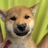 柴犬(標準サイズ)