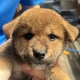 柴犬(標準サイズ)