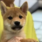 柴犬(標準サイズ)