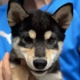 柴犬(標準サイズ)