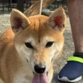 柴犬(標準サイズ)【三重県・女の子・2025年5月1日・赤毛】の写真1「写真は暑いので舌を出しがちです」