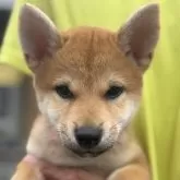 柴犬(標準サイズ)