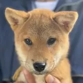 柴犬(標準サイズ)