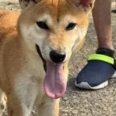 柴犬(標準サイズ)【三重県・女の子・2025年5月1日・赤毛】の写真2