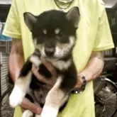 柴犬(標準サイズ)【三重県・男の子・2025年5月15日・黒柴】の写真2