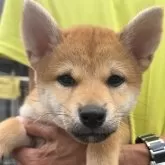 柴犬(標準サイズ)【三重県・女の子・2025年5月1日・赤毛】の写真2