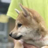 柴犬(標準サイズ)【三重県・女の子・2025年5月1日・赤毛】の写真3