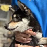 柴犬(標準サイズ)【三重県・男の子・2025年5月15日・黒柴】の写真4