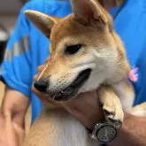 柴犬(標準サイズ)【三重県・女の子・2025年5月1日・赤毛】の写真4