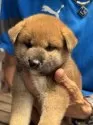 柴犬(標準サイズ)【三重県・男の子・2025年7月24日・赤】の写真5