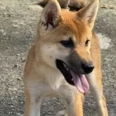 柴犬(標準サイズ)【三重県・男の子・2025年5月1日・赤毛】の写真6「口周りの黒い毛は白く変わってきます」