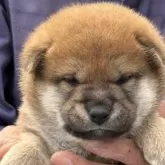 柴犬(標準サイズ)【三重県・男の子・2025年5月1日・赤毛】の写真6