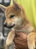 柴犬(標準サイズ)【三重県・女の子・2025年5月1日・赤毛】の写真6