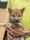 柴犬(標準サイズ)【三重県・女の子・2025年5月1日・赤毛】の写真8