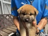柴犬(標準サイズ)【三重県・男の子・2025年7月24日・赤】の写真9