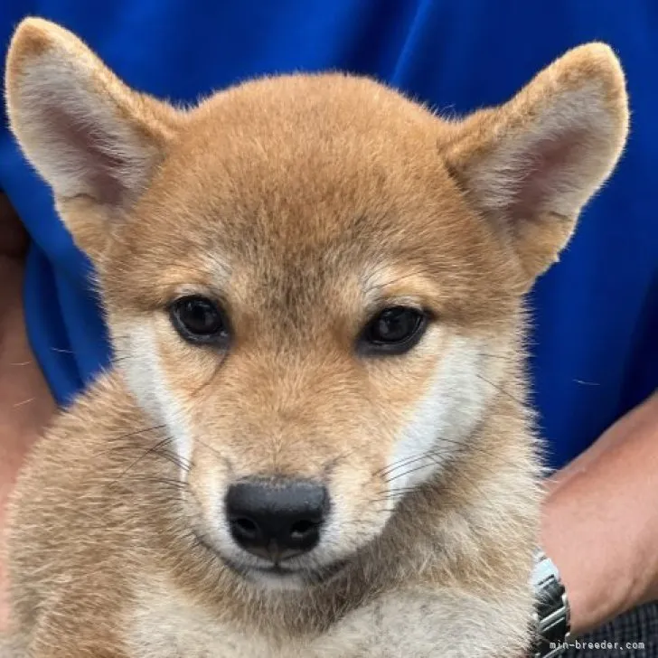 ID：2308-02796の子犬