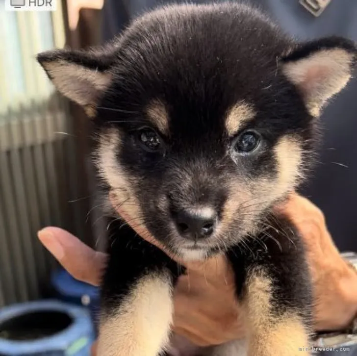 ID：2308-02807の子犬