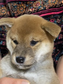 柴犬(標準サイズ)【三重県・男の子・2021年11月30日・赤】の写真「この子のために、最終値下げ！早い者の子犬優良血統！」