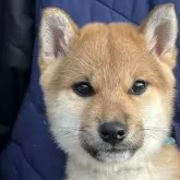 柴犬(標準サイズ)【三重県・男の子・2023年10月7日・赤】の写真1「大人しくフレンドリーな子」